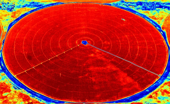 Irrigated Corn NDVI