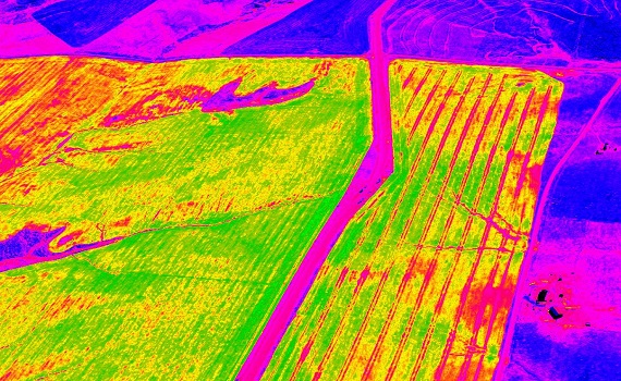 Modern NDVI Wheat