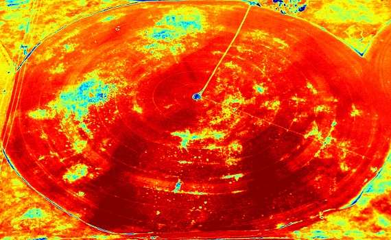 Traditional NDVI Corn