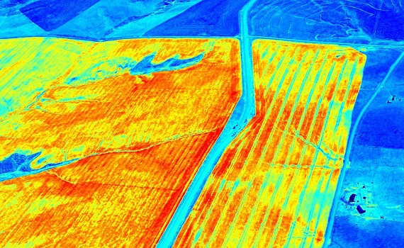 Traditional NDVI Wheat