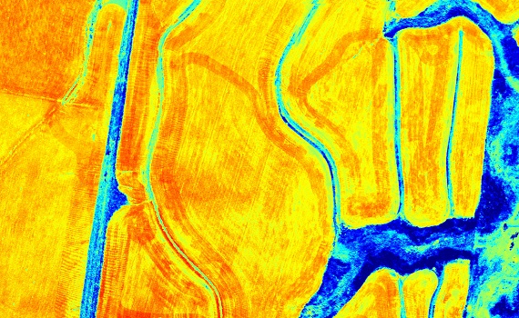 Winter Wheat NDVI